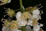 Chokecherry